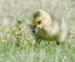 baby Canada goose eating in the grass