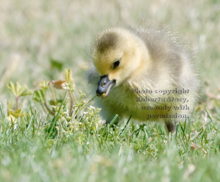 baby Canada goose eating in the grass