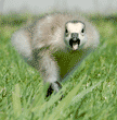 hissing Canada goose gosling