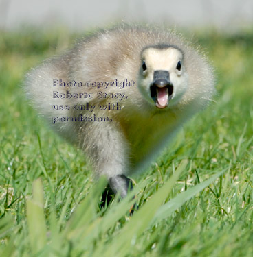 hissing Canada goose gosling