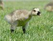 Canada goose baby hissing at intruding adult geese