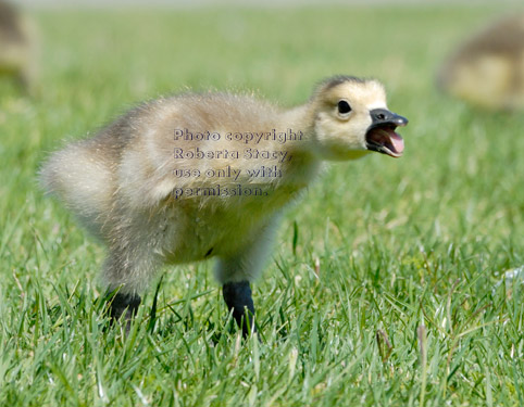 Canada goose baby hissing at intruding adult geese