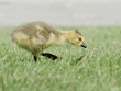 young Canada goose walking through the grass