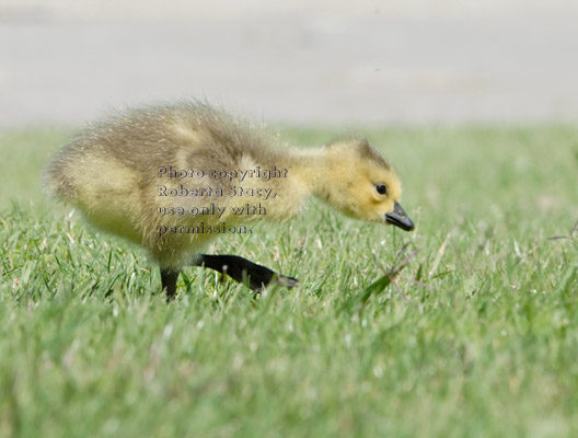 young Canada goose walking through the grass