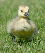 Canada goose gosling