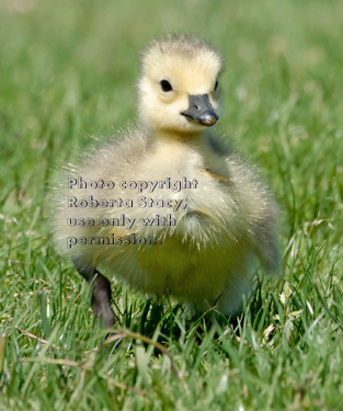 Canada goose gosling