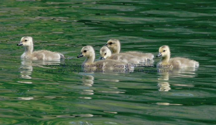 five swimming Canada goose goslings