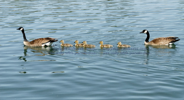 Canada goos parents in the water with their five goslings