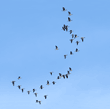 flock of Canada geese in flight