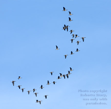 flock of Canada geese in flight