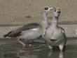 Egyptian geese