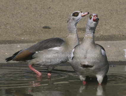 Egyptian geese