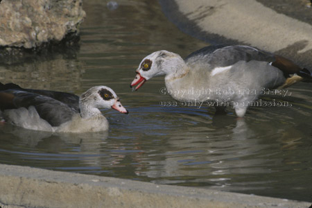 Egyptian geese