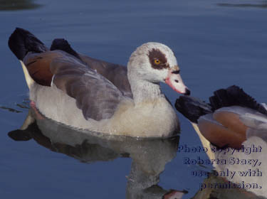 Egyptian geese