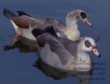 Egyptian geese