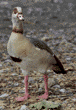 Egyptian goose