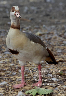 Egyptian goose