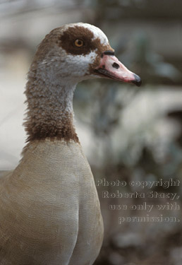 Egyptian goose