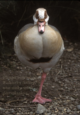 Egyptian goose