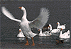 white geese