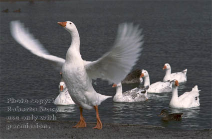 white geese