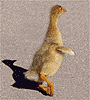 white goose gosling