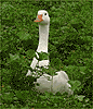 white goose