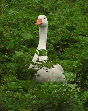 white goose