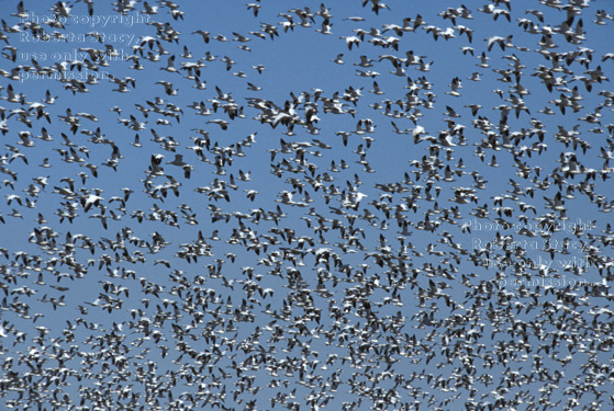 snow geese