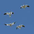 snow geese