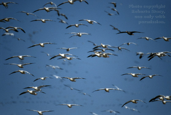 snow geese