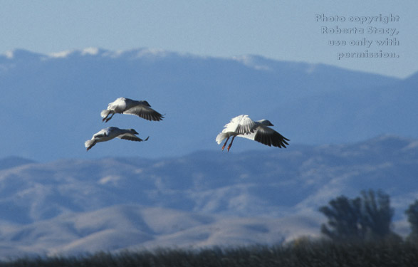 snow geese