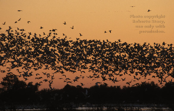 snow geese at sunset