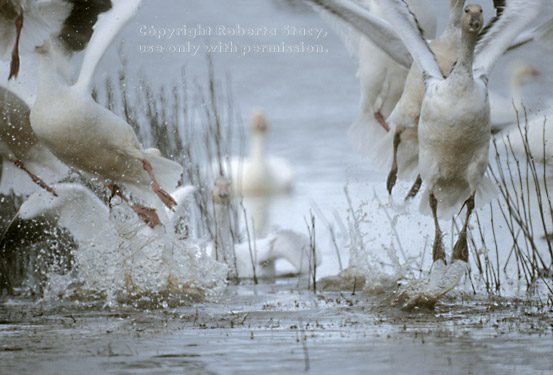 snow geese