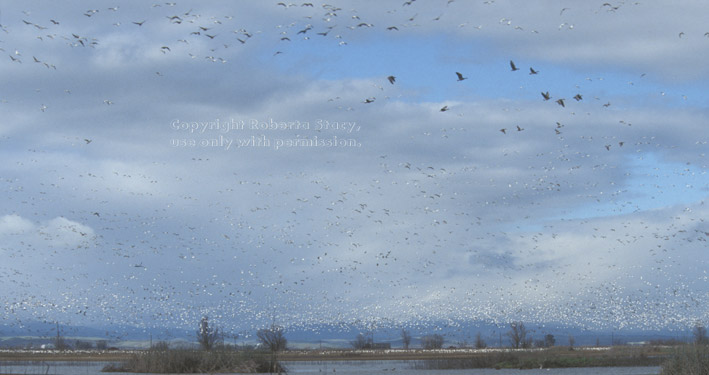 snow geese