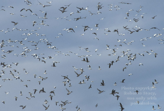 snow geese