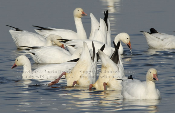 snow geese in the water