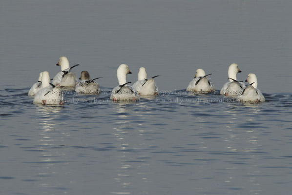 snow geese swimming away