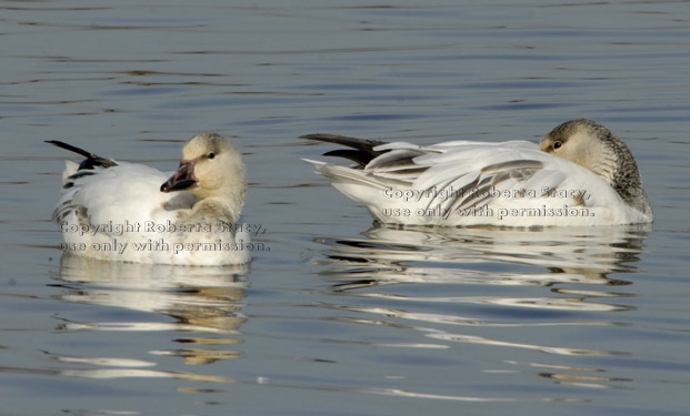 two snow geese, juveniles