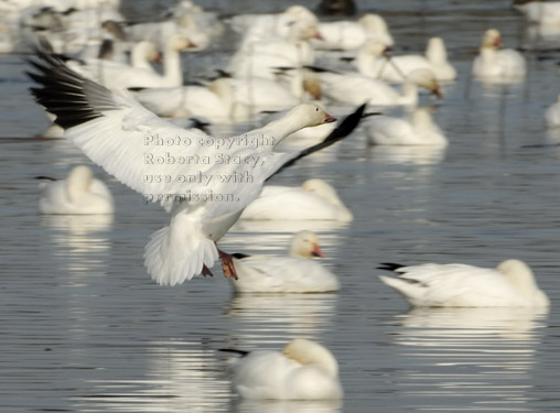 snow goose landing in water