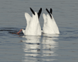 snow geese, bottoms up