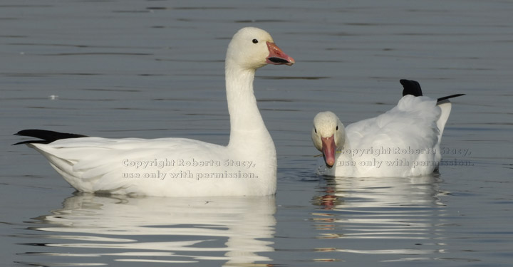 two snow geese in water