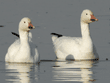 two snow geese in water