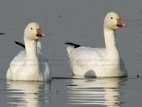 two snow geese in water