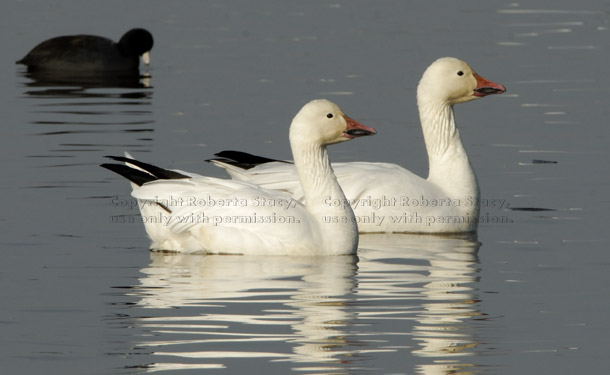 two snow geese swimming side by side