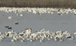 many snow geese in the water, near and far