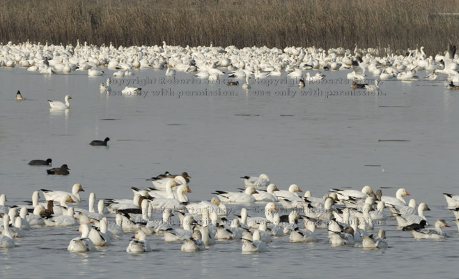 many snow geese in the water, near and far