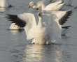 snow goose in water with wings spread