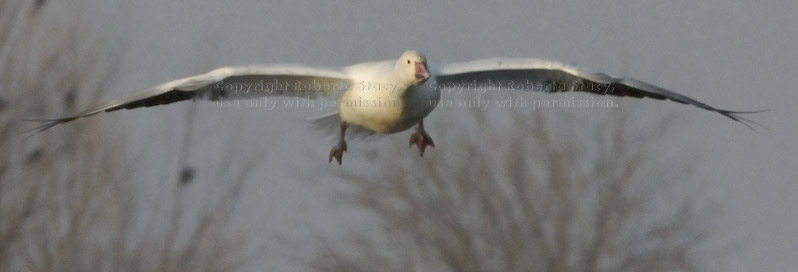 snow goose flying in with wings spread