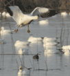 snow goose about to land in water